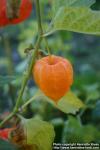 Photo: Physalis alkekengi 5.