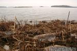 Photo: Phragmites australis 10.