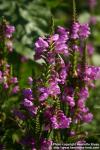 Photo: Physostegia virginiana 7.