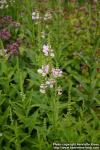 Photo: Physostegia virginiana 8.