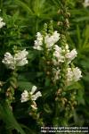 Photo: Physostegia virginiana 11.