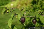 Photo: Physalis philadelphica 5.