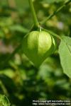 Photo: Physalis philadelphica 6.