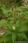 Photo: Phytolacca acinosa 3.