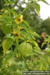 Photo: Physalis philadelphica 8.