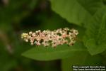 Photo: Phytolacca acinosa 5.