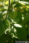 Photo: Physalis peruviana 2.