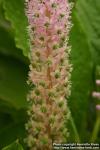 Photo: Phytolacca polyandra 3.