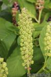 Photo: Phytolacca acinosa 12.