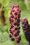 Photo: Phytolacca acinosa 14.