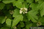 Photo: Physocarpus opulifolius 6.