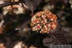 Photo: Physocarpus opulifolius 14.