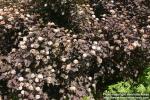 Photo: Physocarpus opulifolius 15.