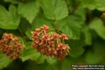 Photo: Physocarpus opulifolius 17.