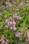 Photo: Physostegia virginiana 13.