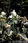 Photo: Philadelphus 1.