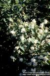 Photo: Philadelphus.