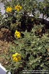 Photo: Phlomis fruticosa 2.