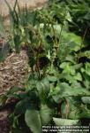 Photo: Phlomis lanceolata.