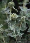Photo: Phlomis.