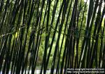 Photo: Phyllostachys bissetii 1.