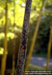 Photo: Phyllostachys edulis 1.