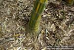 Photo: Phyllostachys edulis 6.