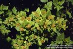 Photo: Physocarpus opulifolius 1.