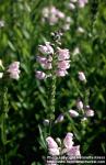 Photo: Physostegia virginiana 1.