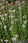 Photo: Physostegia virginiana 2.