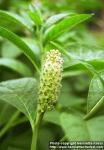 Photo: Phytolacca acinosa.