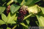 Photo: Phytolacca polyandra.