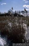 Photo: Phragmites australis 5.