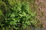 Photo: Pimpinella saxifraga.