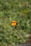 Photo: Pilosella aurantiaca 4.