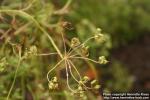 Photo: Pimpinella anisum 2.