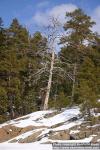 Photo: Pinus sylvestris 13.