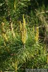 Photo: Pinus sylvestris 11.