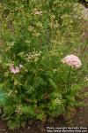 Photo: Pimpinella saxifraga 1.