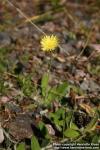 Photo: Hieracium pilosella 2.