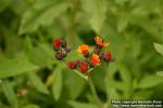 Photo: Pilosella aurantiaca 5.