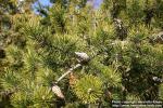 Photo: Pinus banksiana.