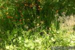 Photo: Pilosella aurantiaca 6.