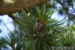 Photo: Pinus cembra 2.