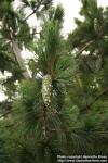 Photo: Pinus peuce 1.