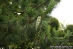 Photo: Pinus peuce 2.