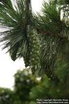 Photo: Pinus peuce 3.