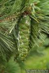 Photo: Pinus peuce 4.