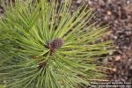 Photo: Pinus ponderosa 1.