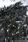 Photo: Picea abies 14.